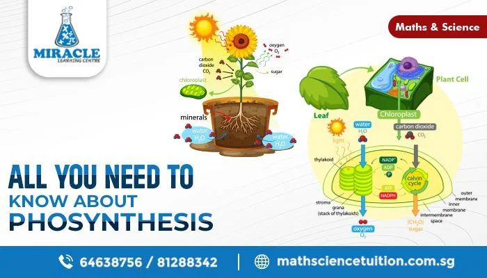 Everything about Photosynthesis