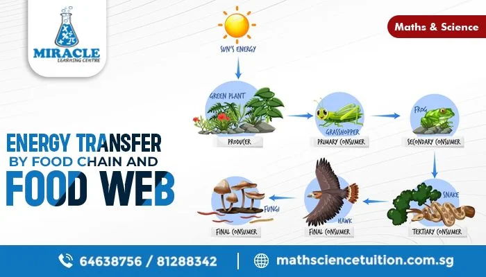 How Food Webs and Chains Drive Energy in Ecosystems