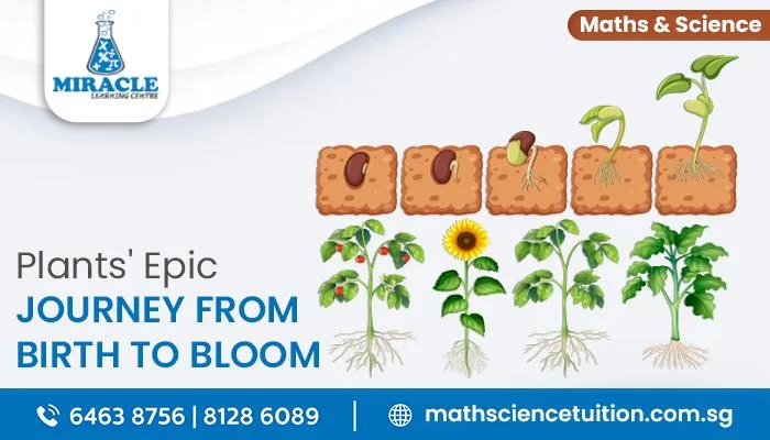 life cycle of plants