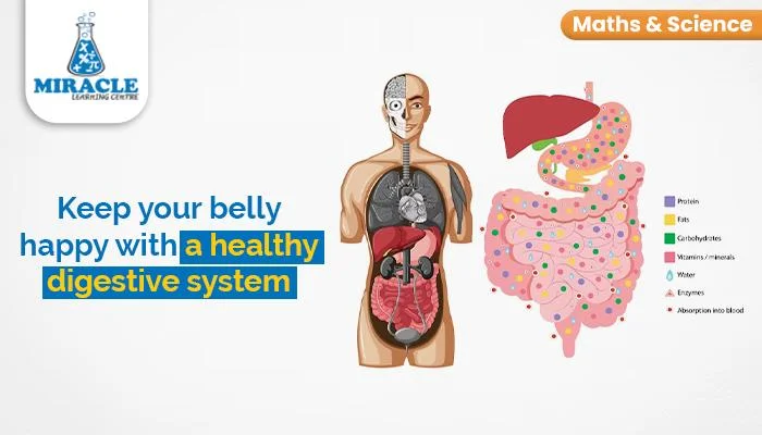 A Comprehensive Look at the Digestive System