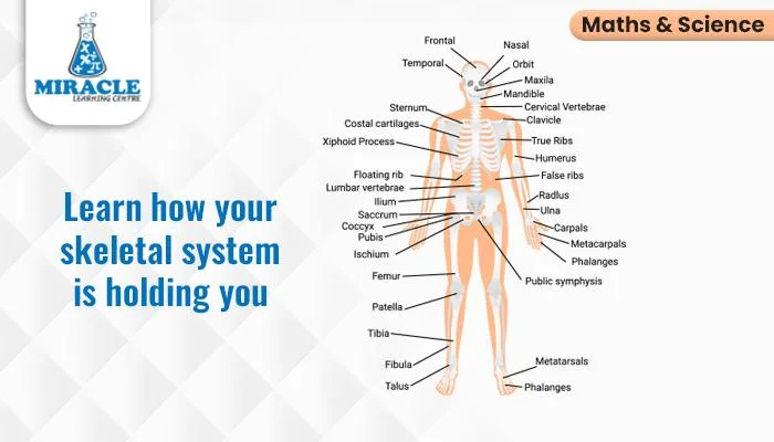 skeletal system structure