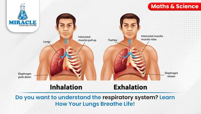 A Closer Look at How Lungs and the Respiratory System Work